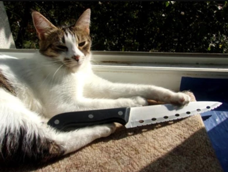 Meme mèo cầm dao siêu hài hước