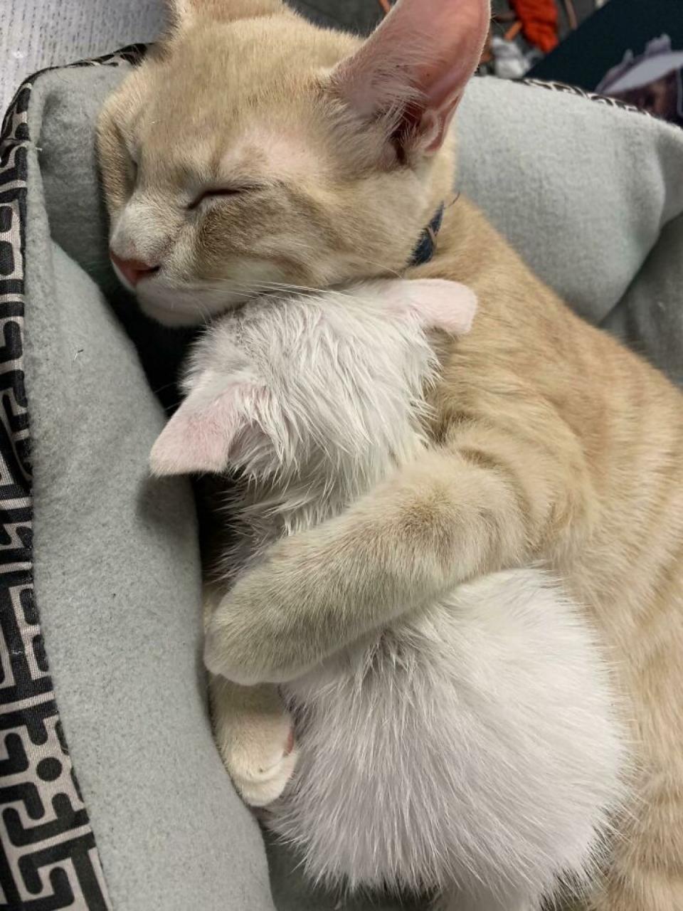 Ảnh hai chú mèo ôm nhau ngủ